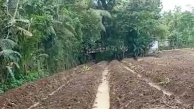 PEMBUKAAN LAHAN KEBUN PISANG CAVENDISH PROGRAM KETAHANAN PANGAN DESA ROWOKELE